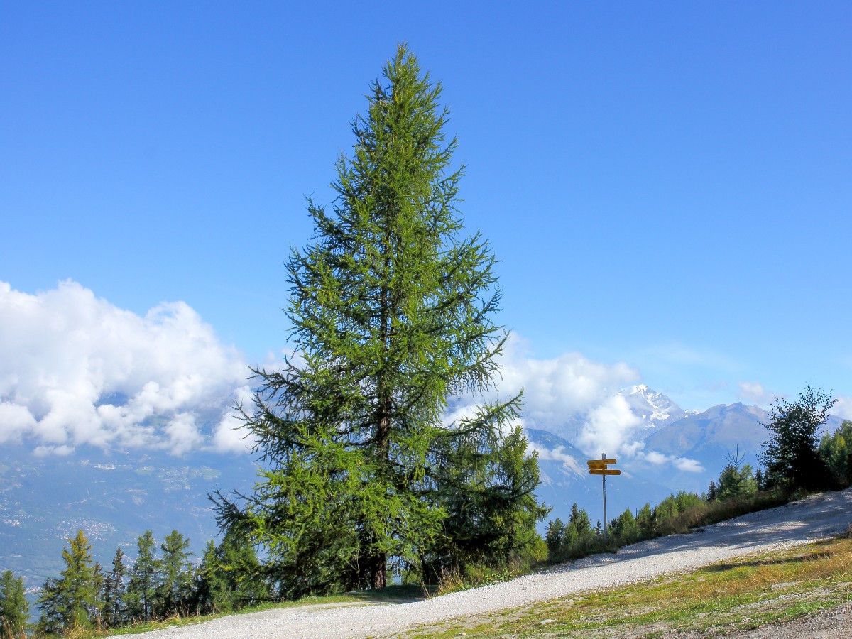Лиственица — Larix decidua
