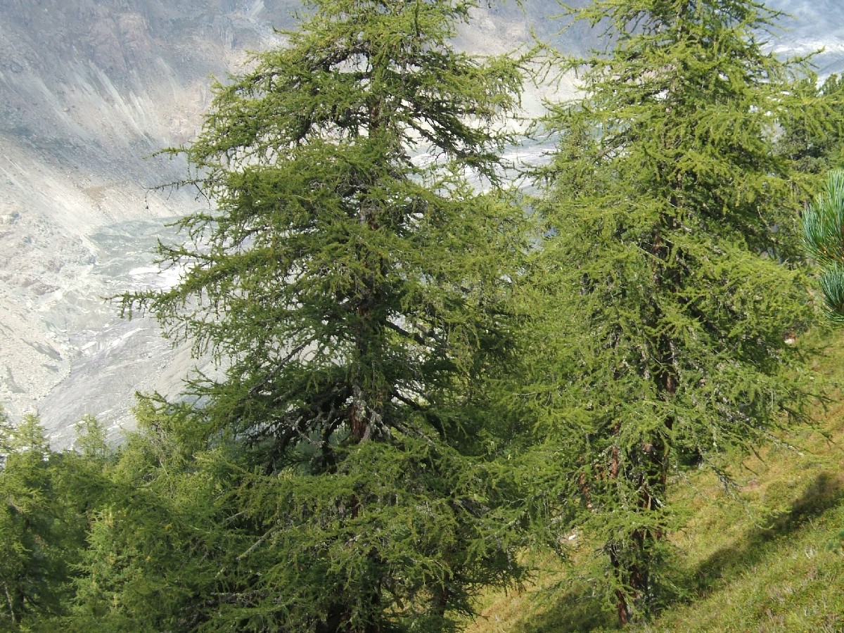 Лиственица — Larix decidua