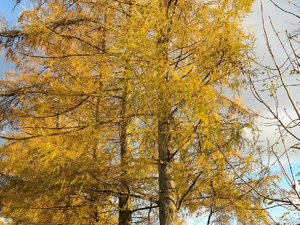 Лиственица — Larix decidua