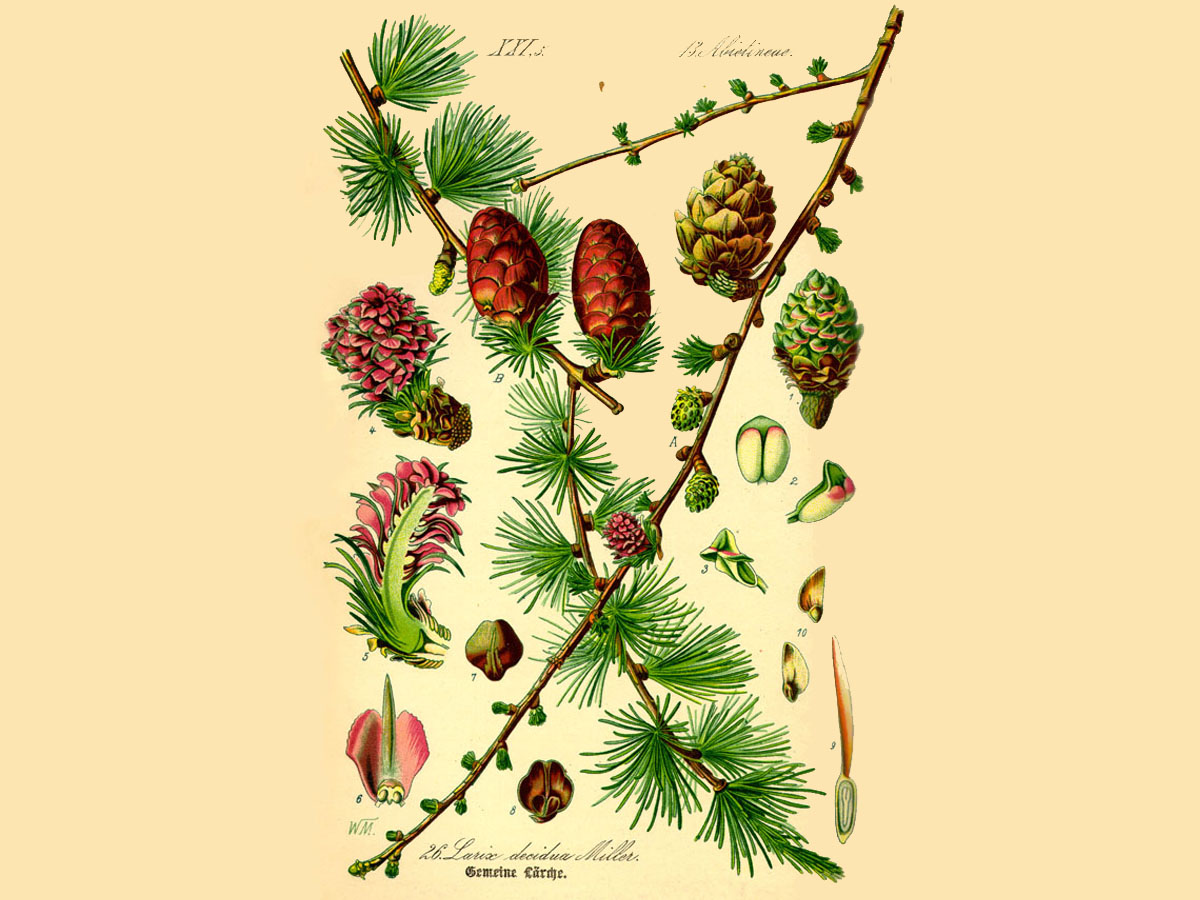 Лиственица — Larix decidua