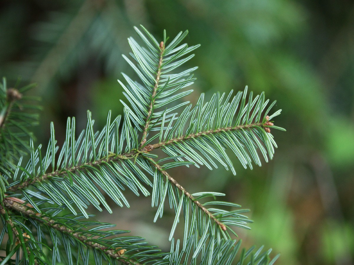 Бяла ела — Abies alba
