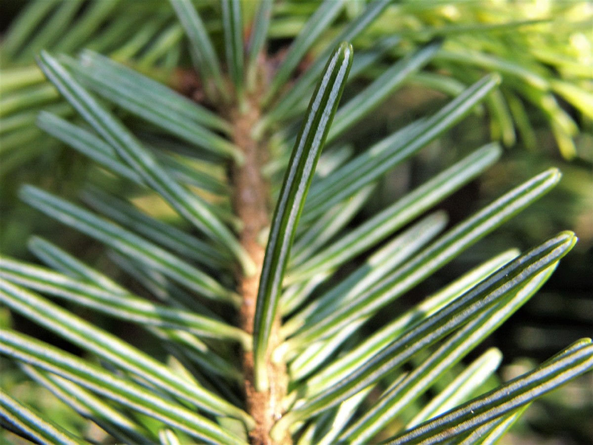 Бяла ела — Abies alba