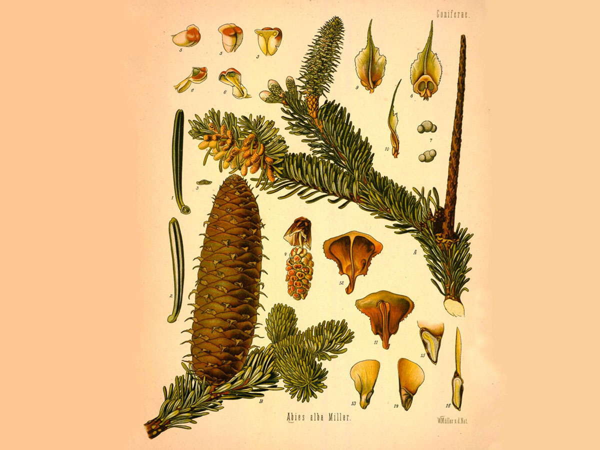Бяла ела — Abies alba