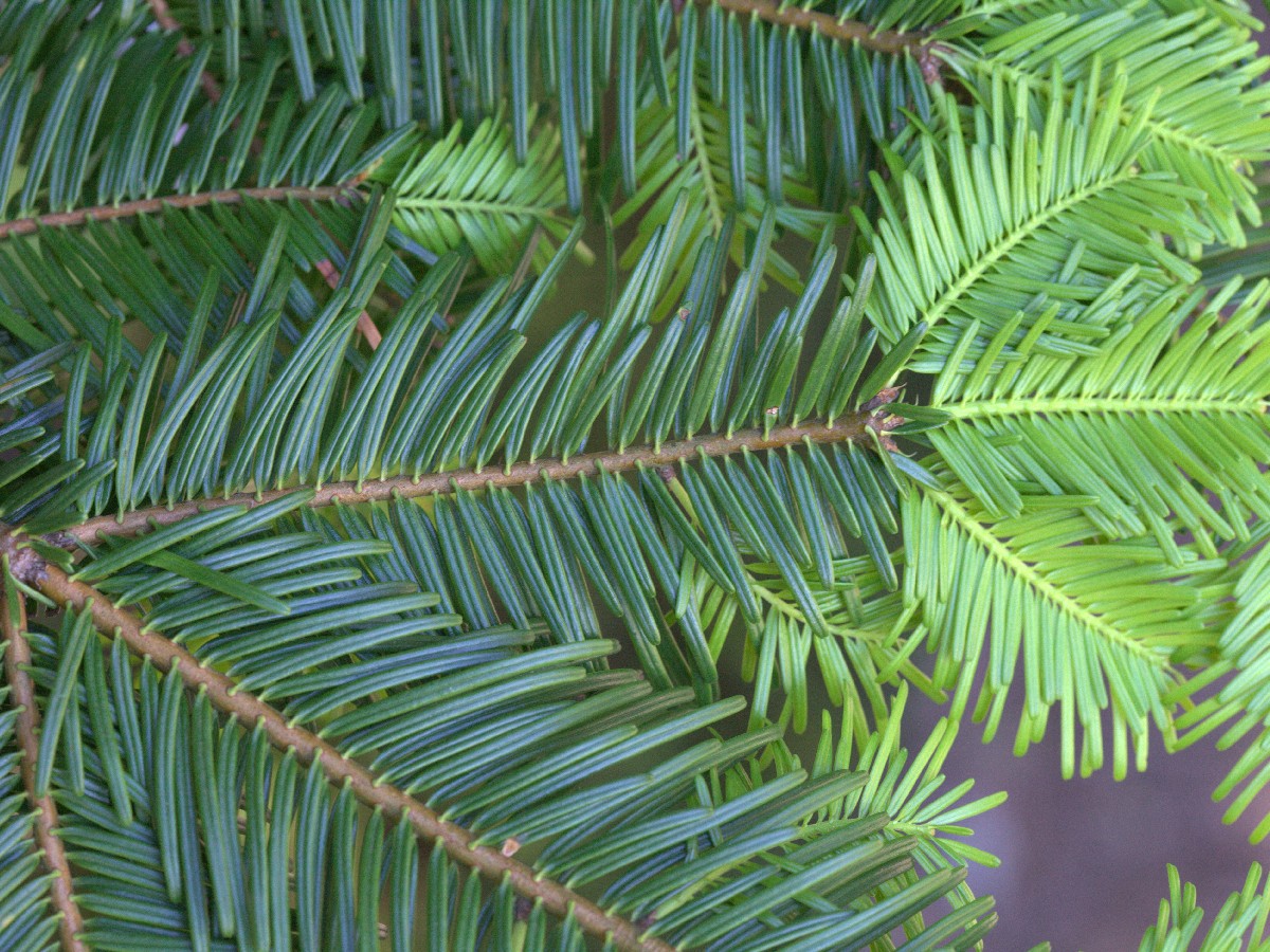 Голяма ела — Abies grandis