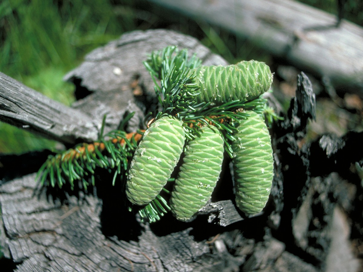 Голяма ела — Abies grandis