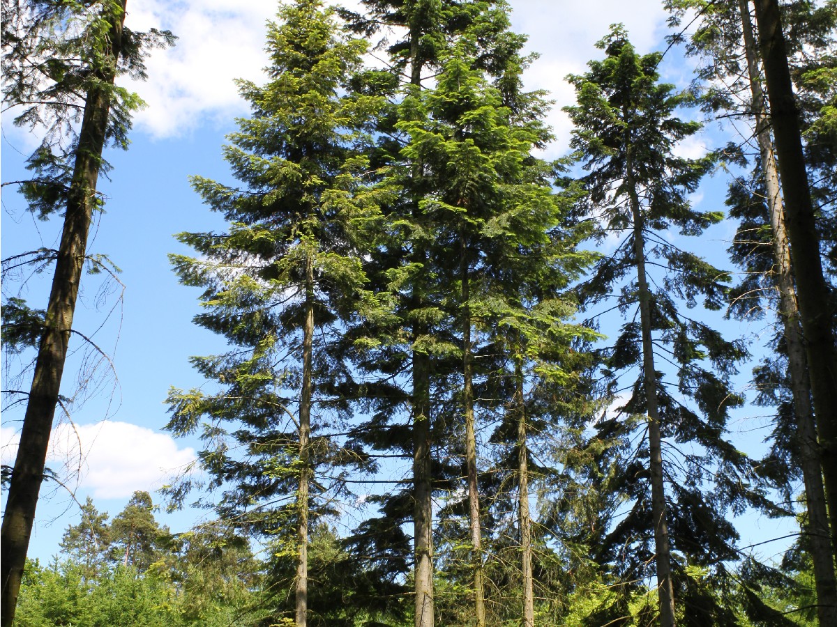 Голяма ела — Abies grandis
