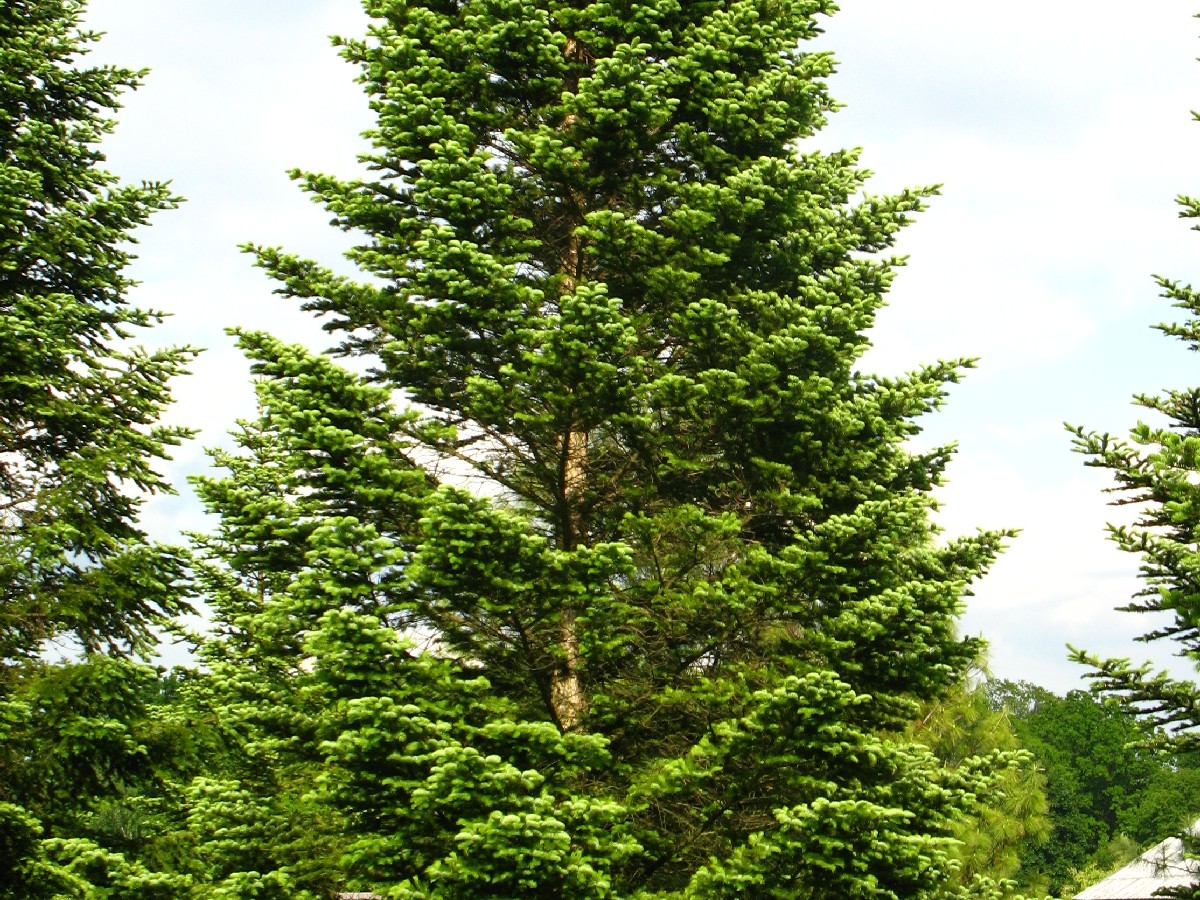 Кавказка ела — Abies nordmanniana