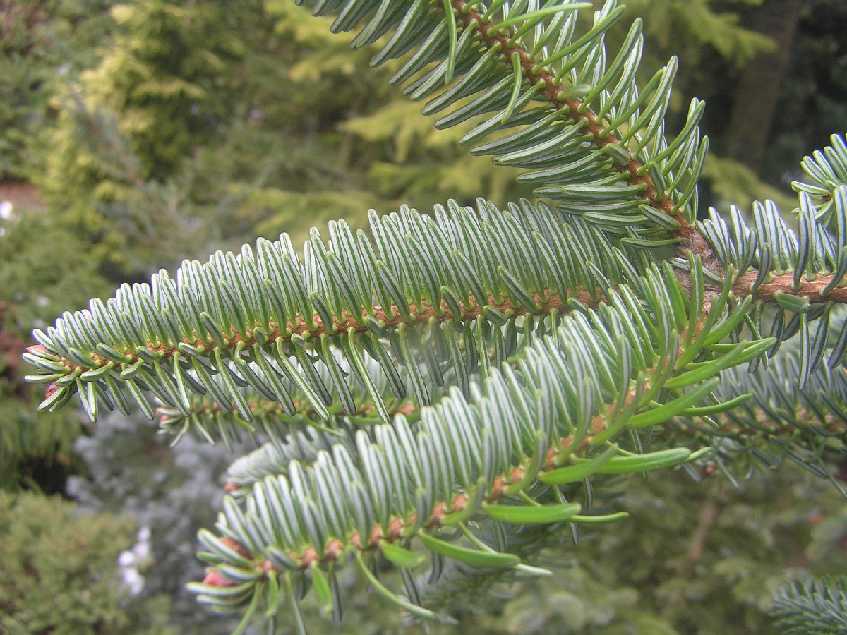 Кавказка ела — Abies nordmanniana
