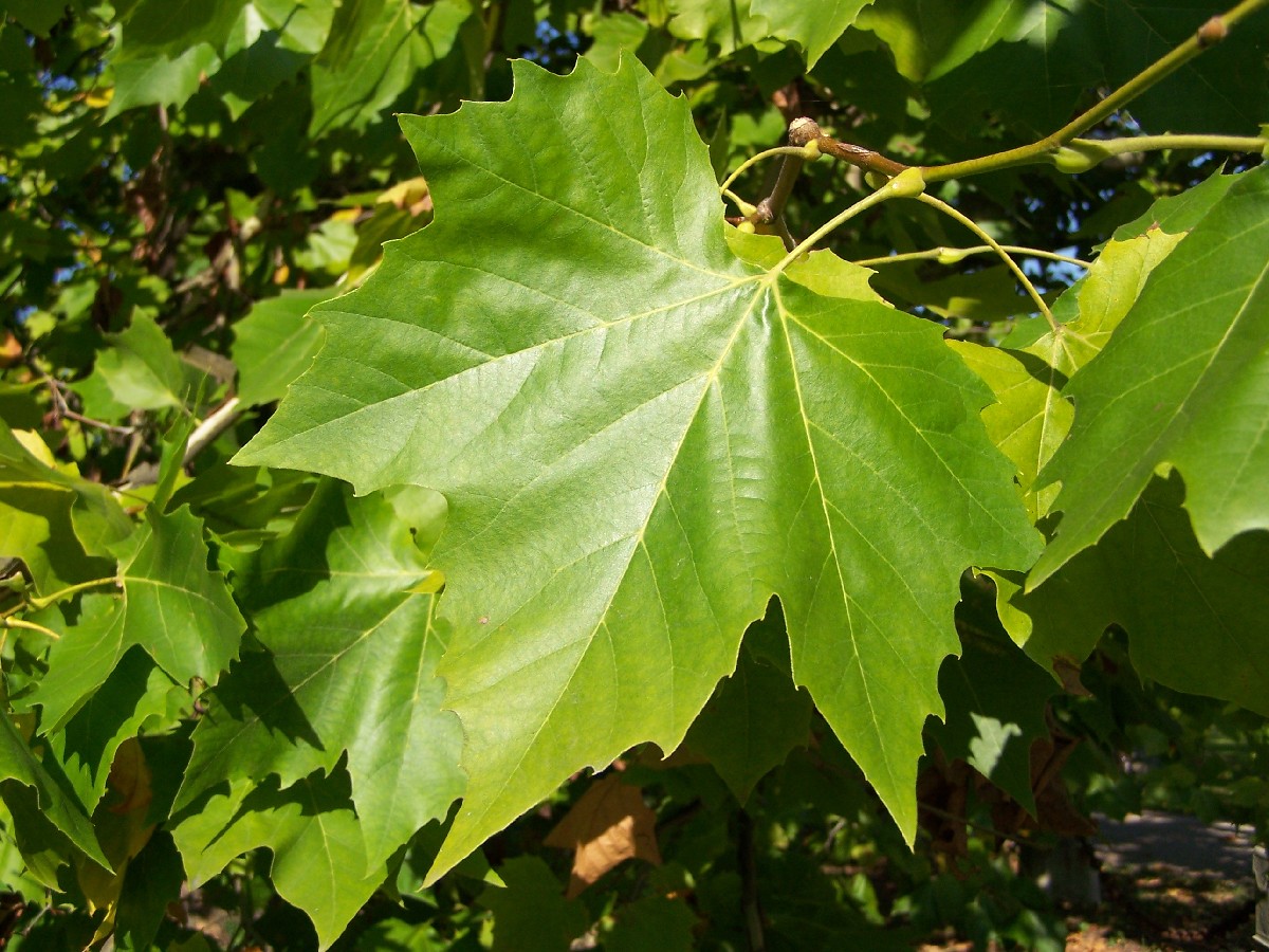 Хибриден чинар — Platanus x acerifolia