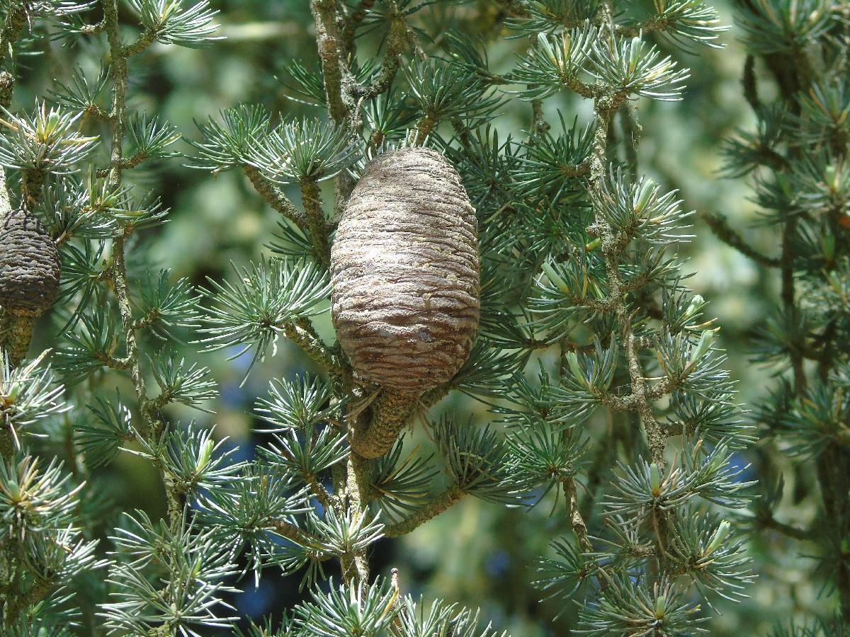 Ливански кедър — Cedrus libani