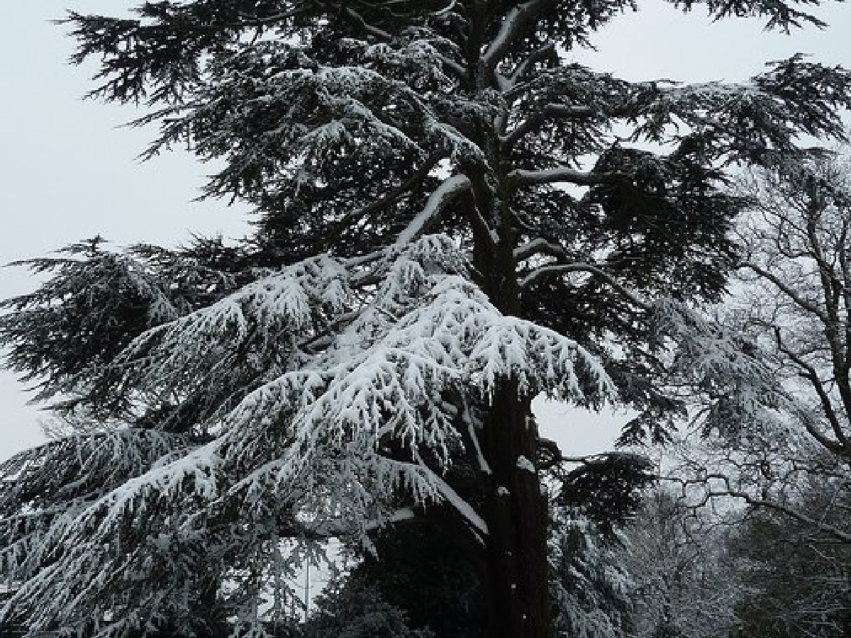 Ливански кедър — Cedrus libani