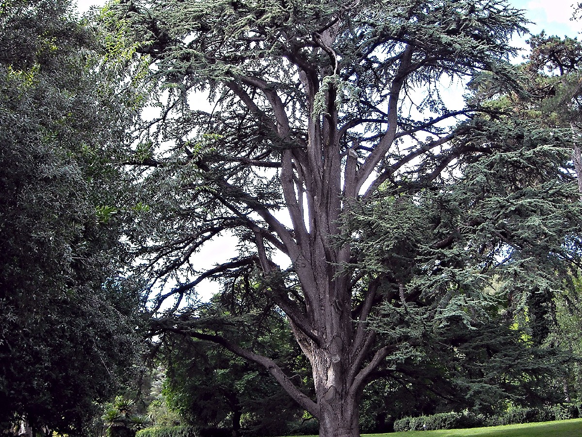 Ливански кедър — Cedrus libani