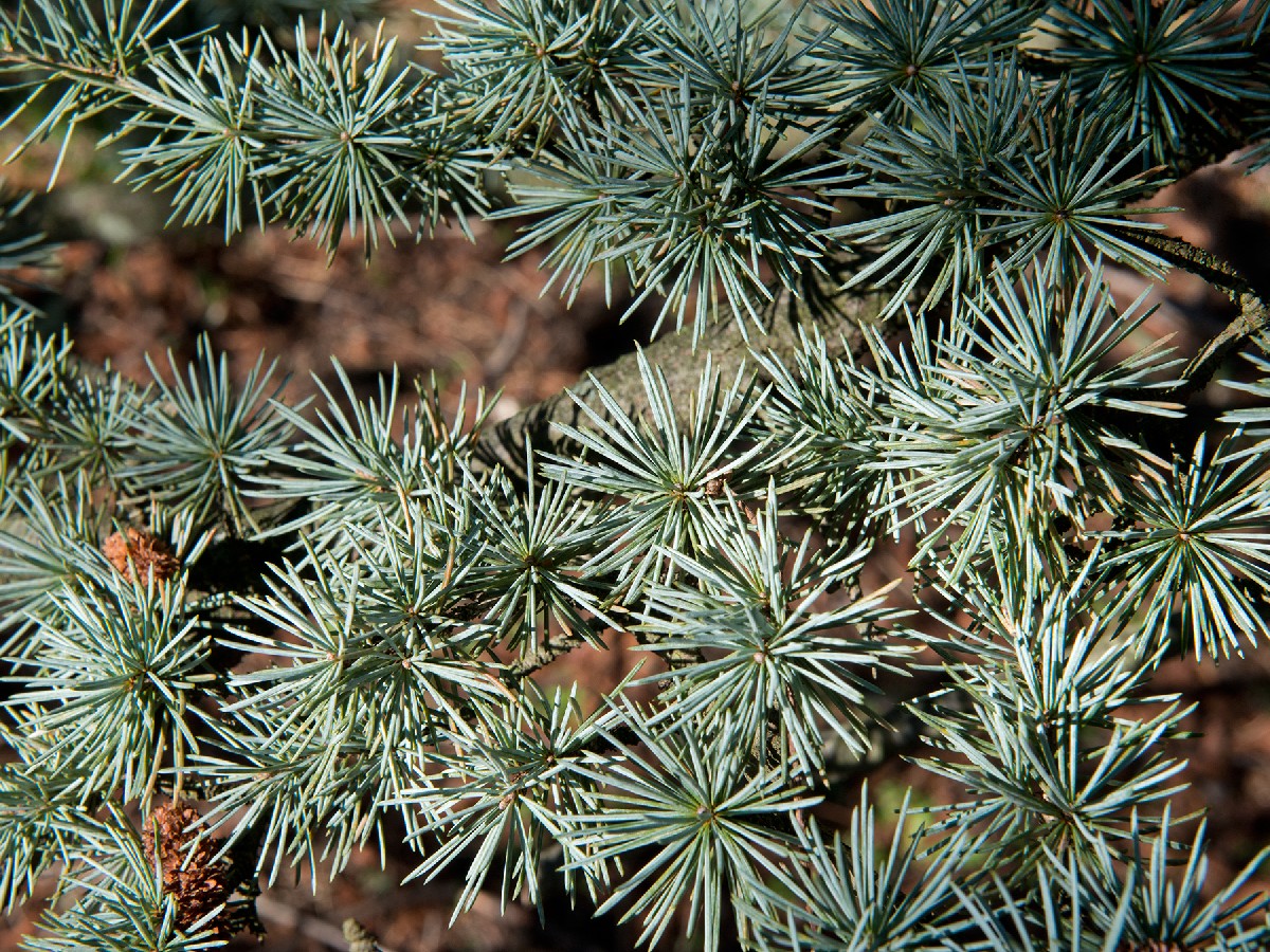 Атласки кедър — Cedrus atlantica