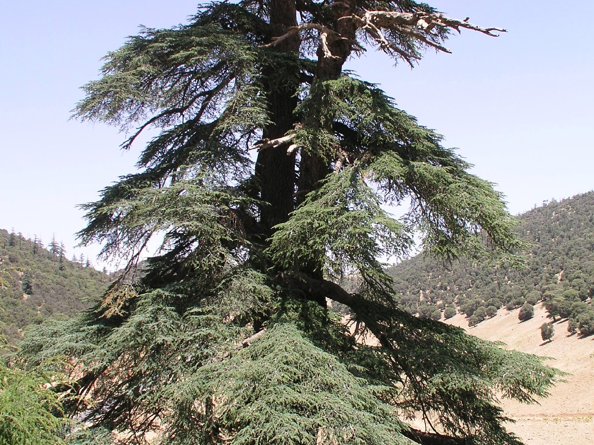 Атласки кедър — Cedrus atlantica