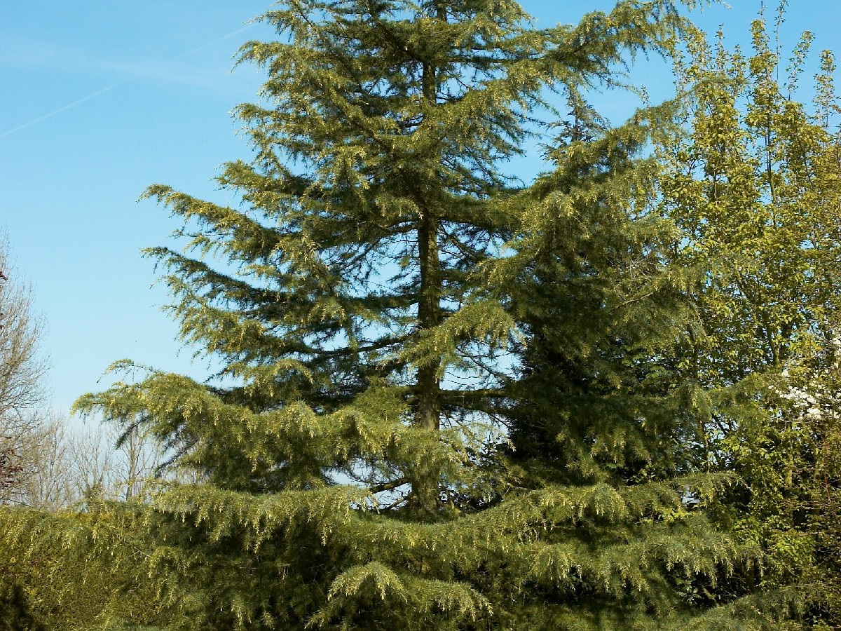 Хималайски кедър — Cedrus deodara