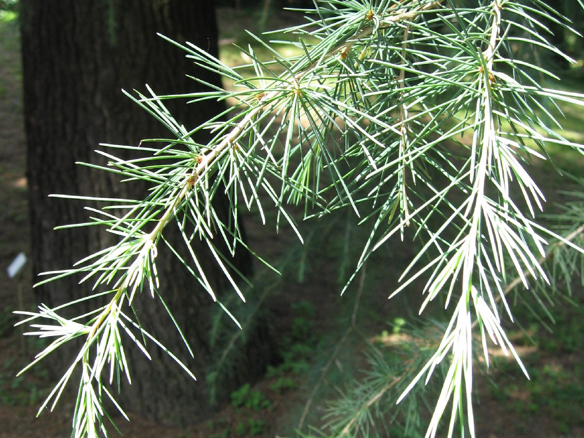 Хималайски кедър — Cedrus deodara