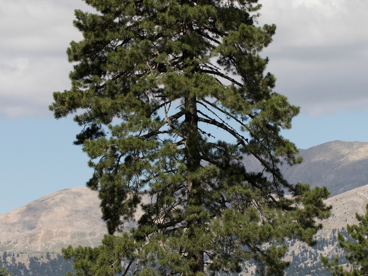 Черен бор — Pinus nigra