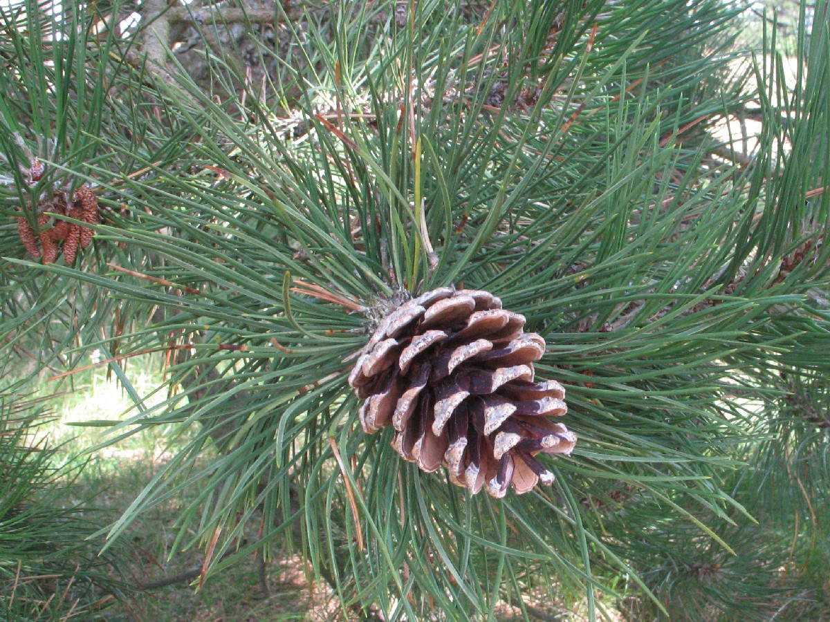 Черен бор — Pinus nigra