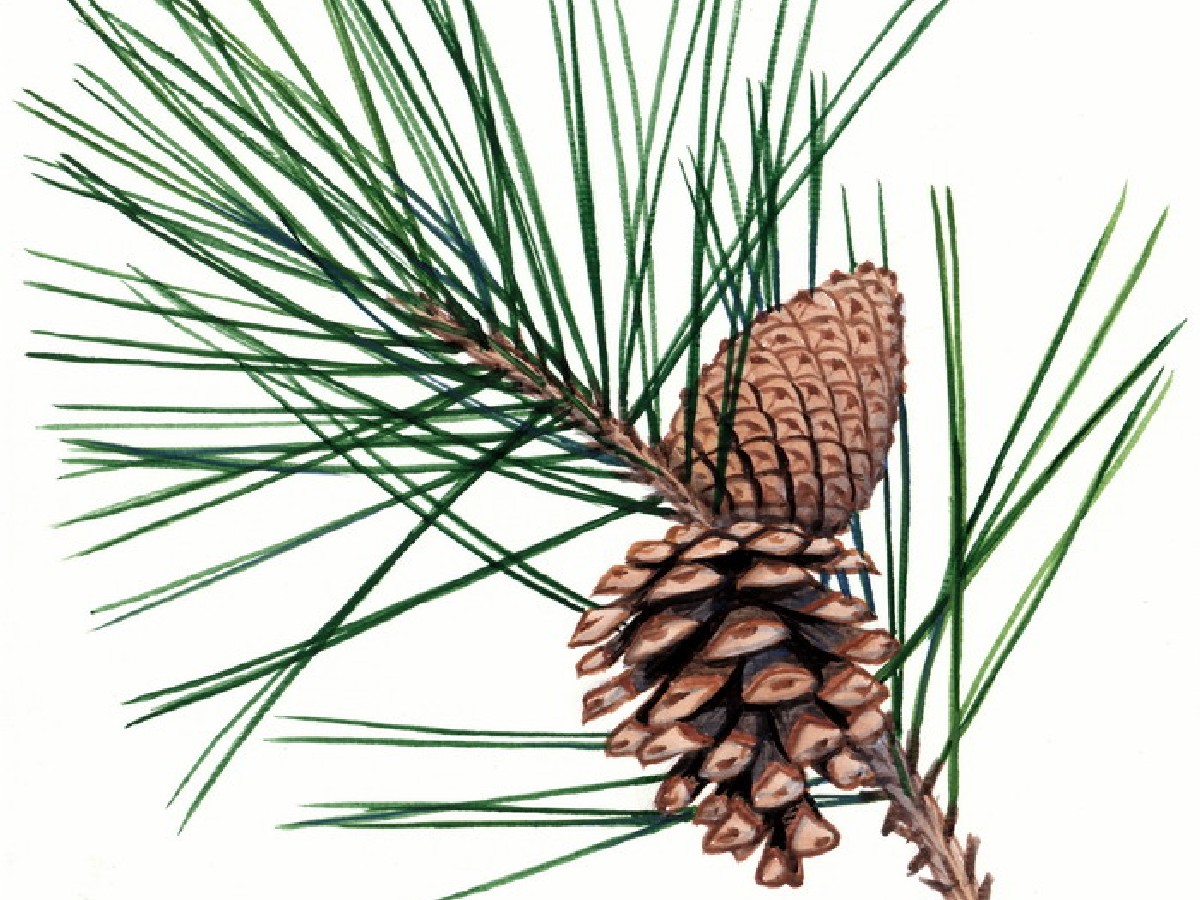 Черен бор — Pinus nigra