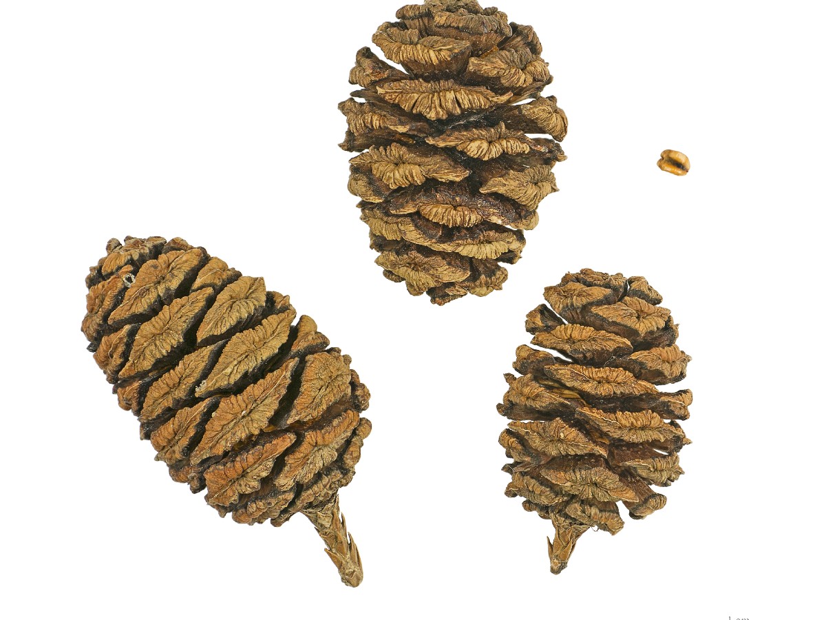 Гигантска секвоя — Sequoiadendron giganteum