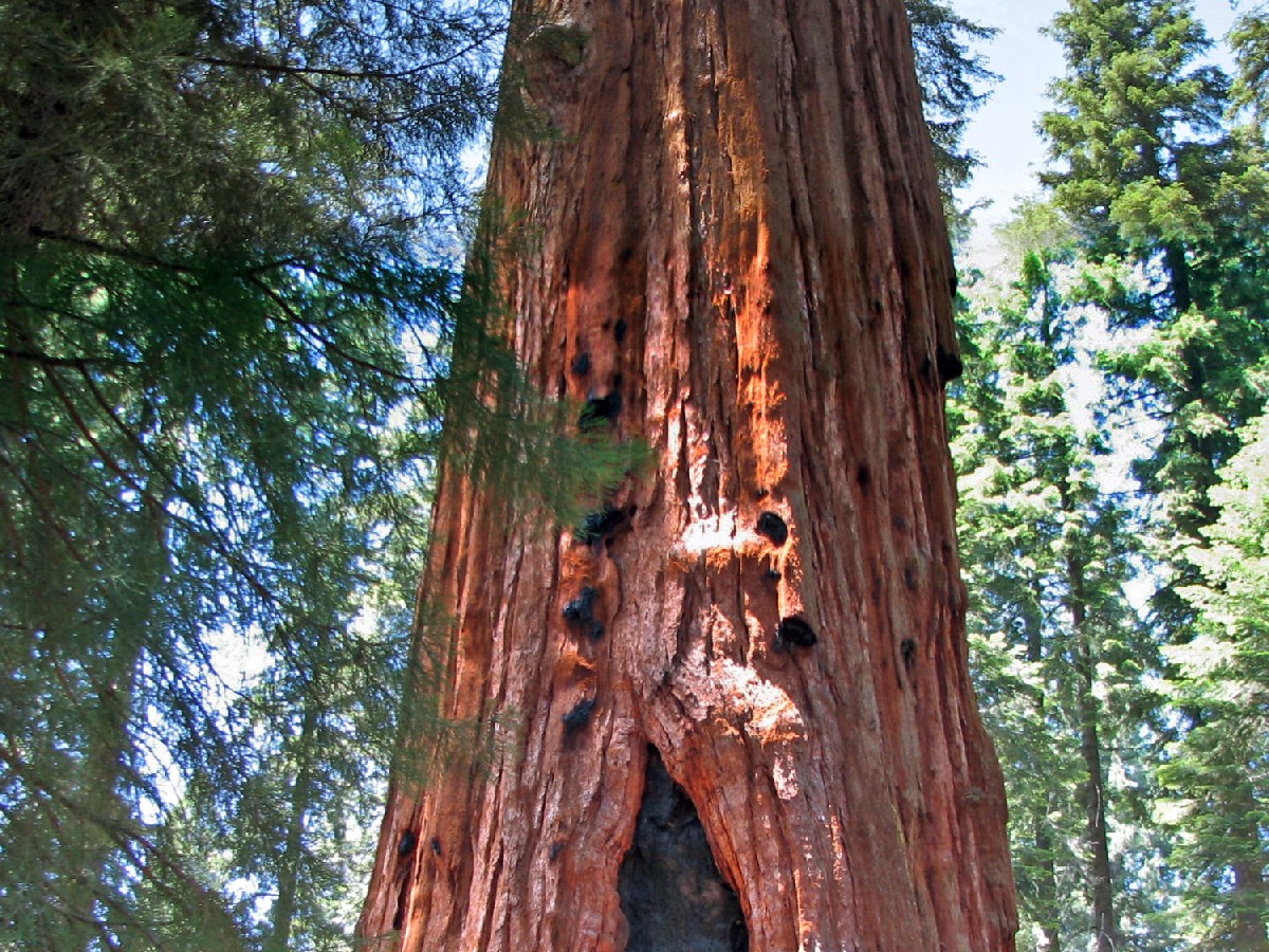 Гигантска секвоя — Sequoiadendron giganteum