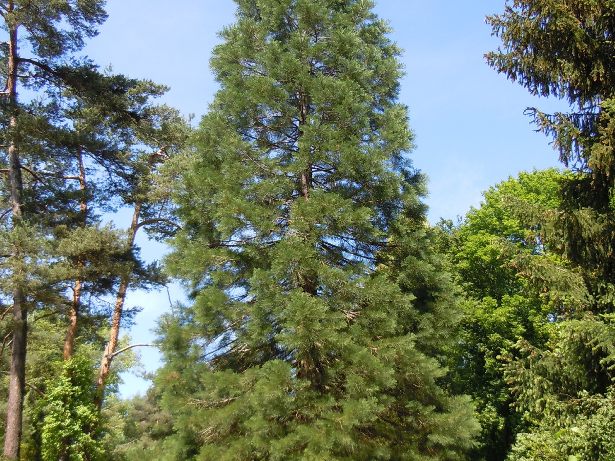 Гигантска секвоя — Sequoiadendron giganteum