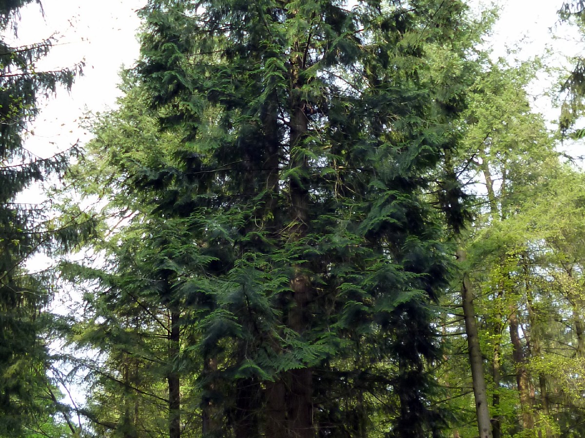 Гигантска туя — Thuja plicata