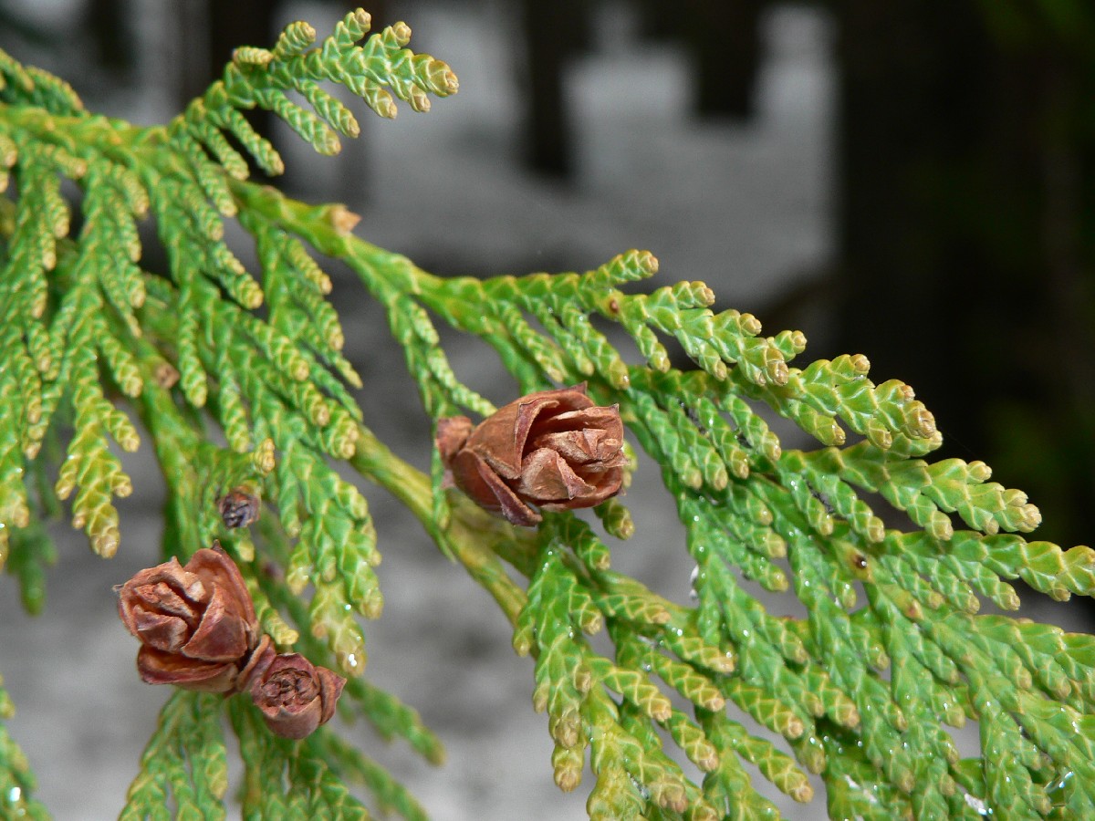 Гигантска туя — Thuja plicata