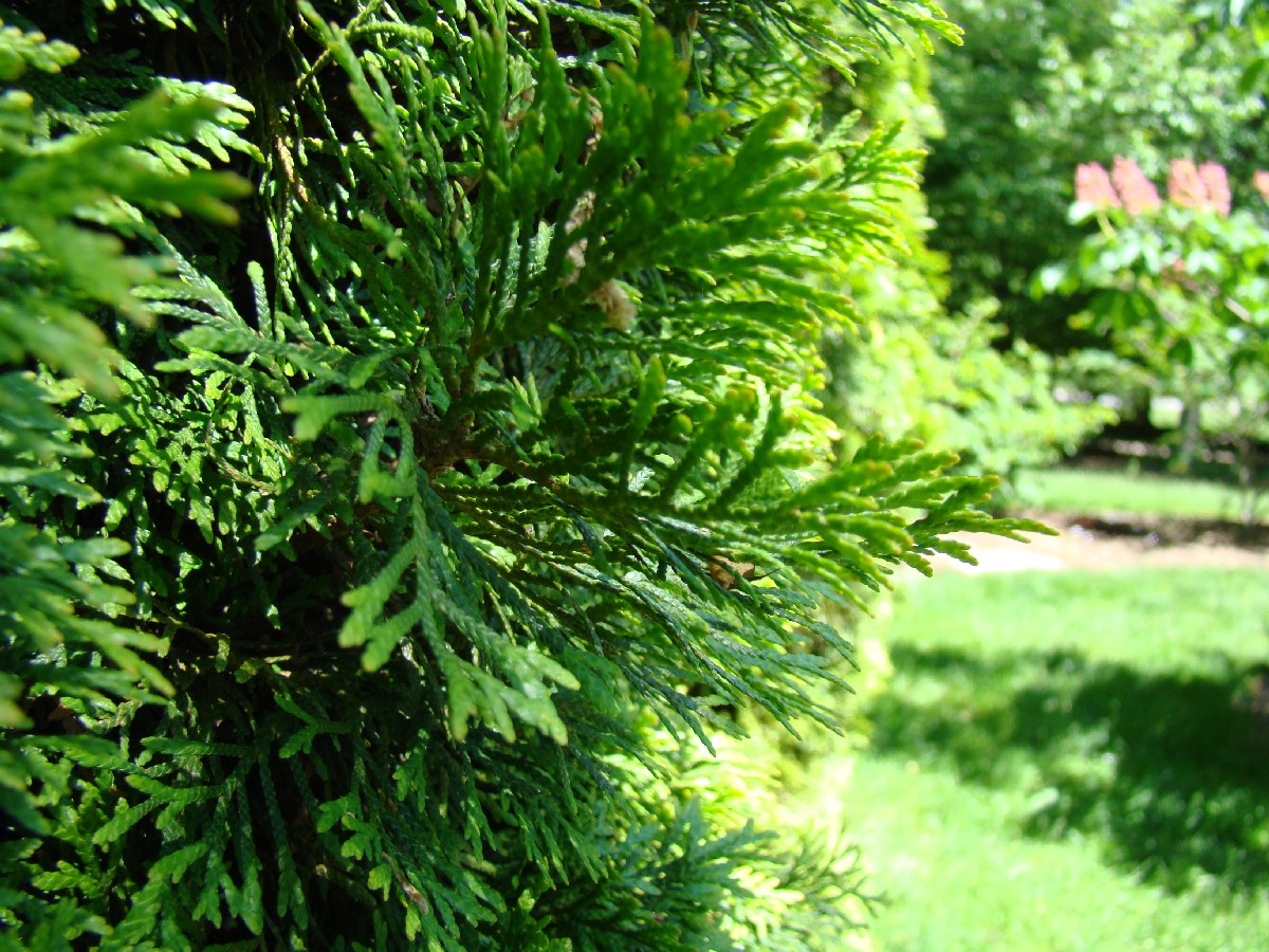 Западна туя — Thuja occidentalis