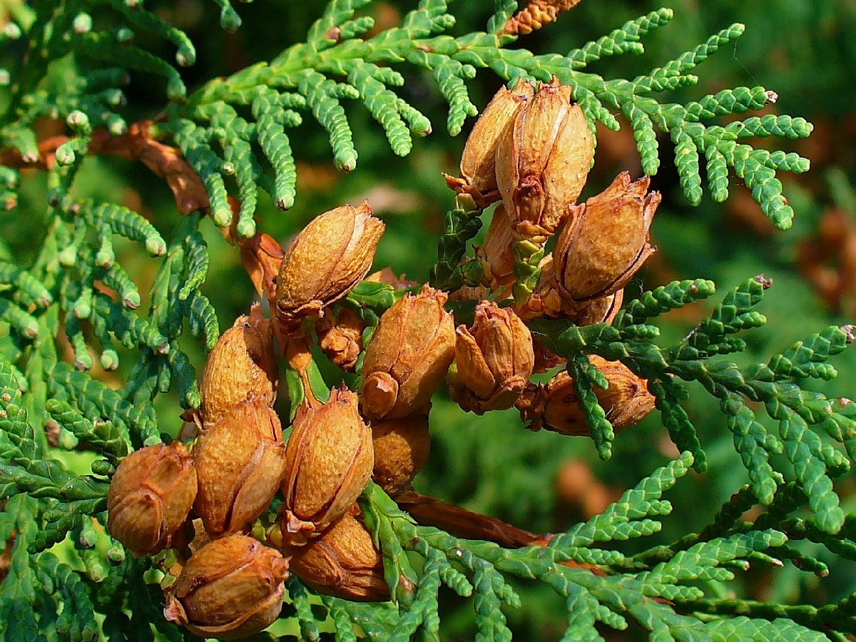 Западна туя — Thuja occidentalis