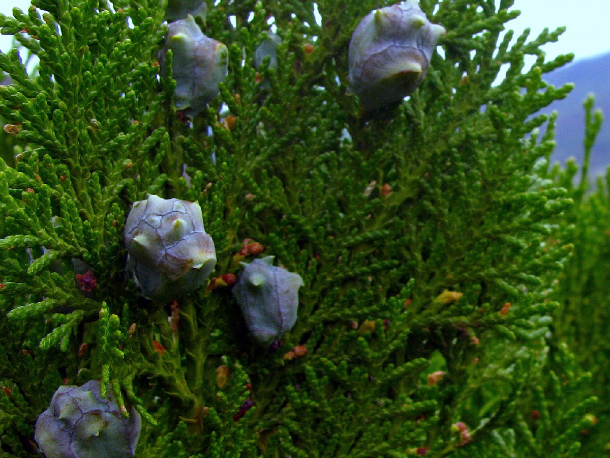 Източна туя — Platycladus orientalis
