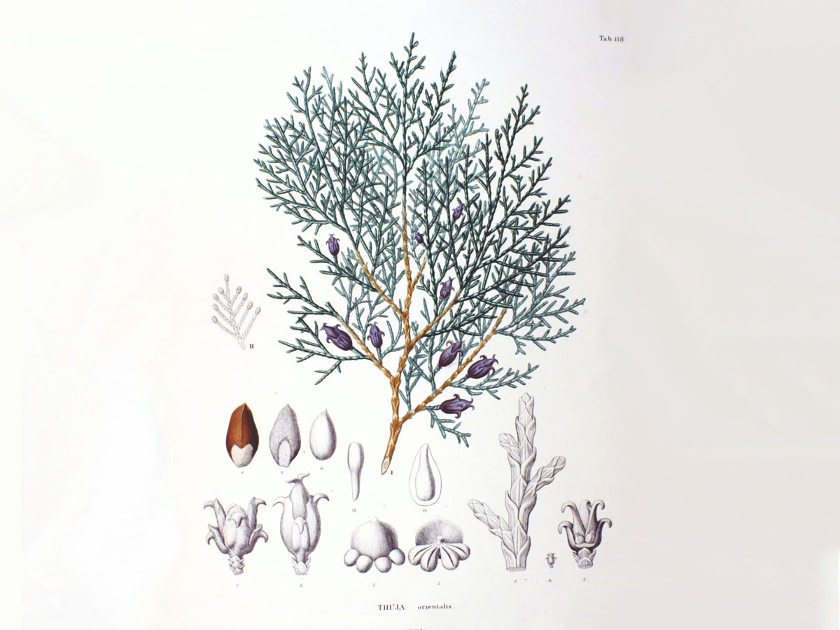 Източна туя — Platycladus orientalis