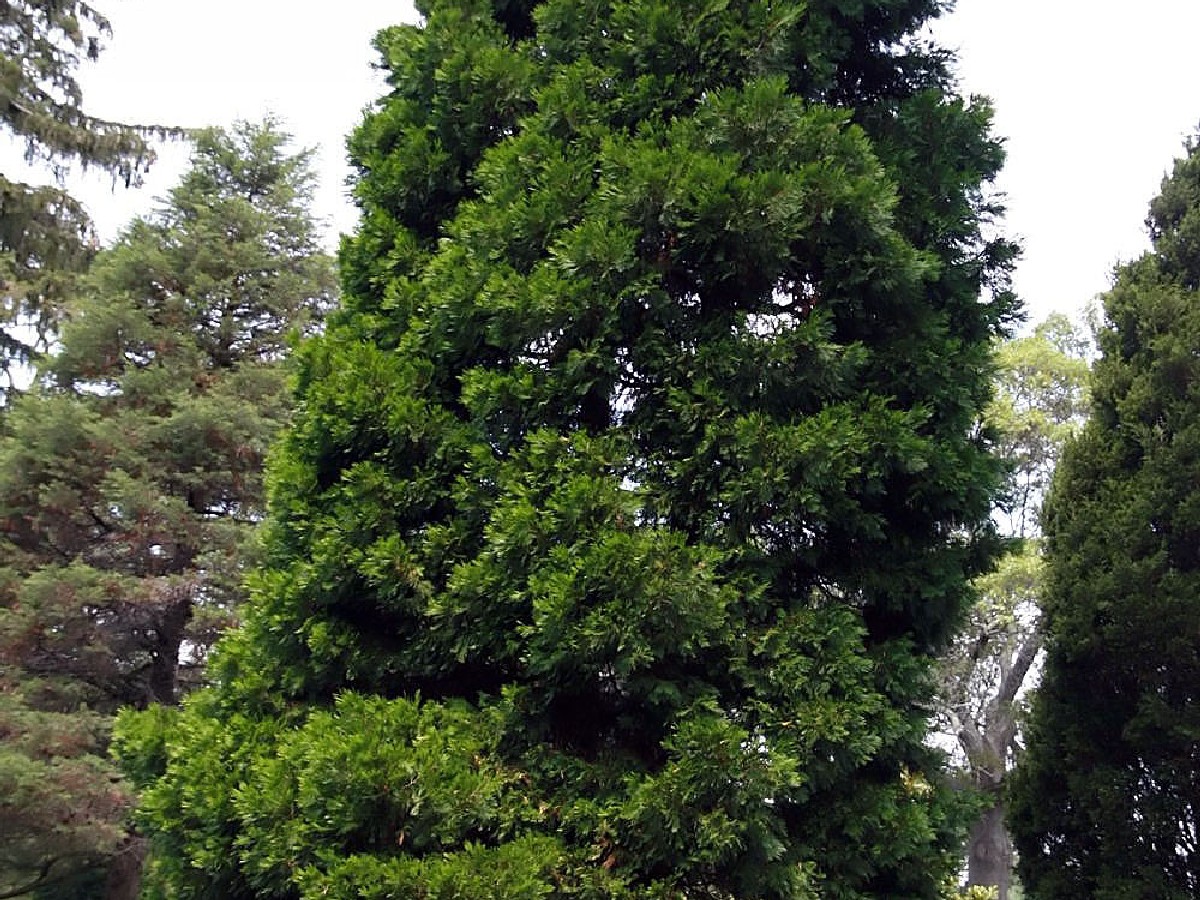 Калоцедрус — Calocedrus decurrens