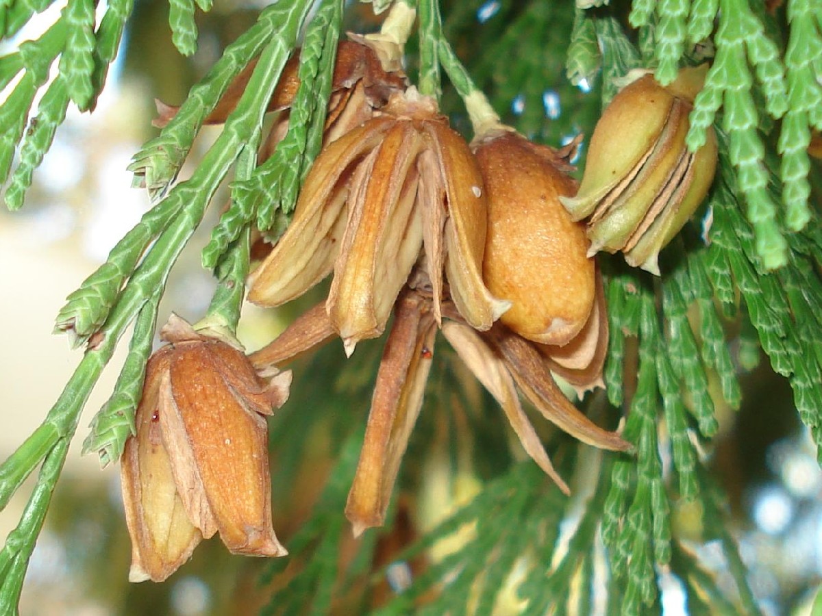Калоцедрус — Calocedrus decurrens