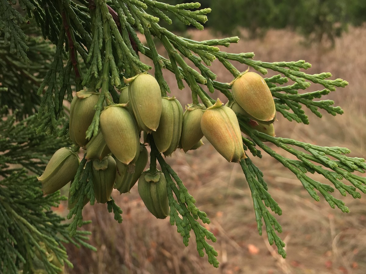 Калоцедрус — Calocedrus decurrens