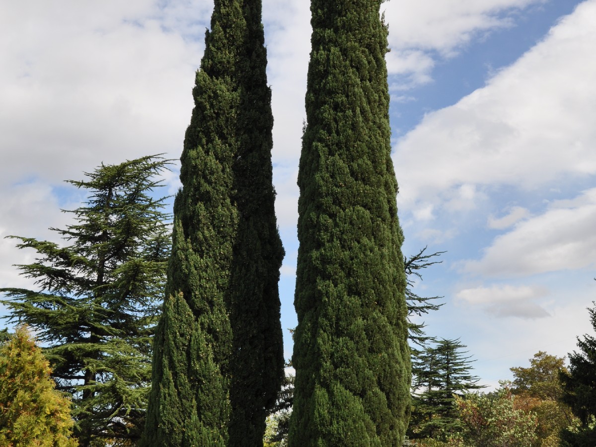 Обикновен кипарис — Cupressus sempervirens
