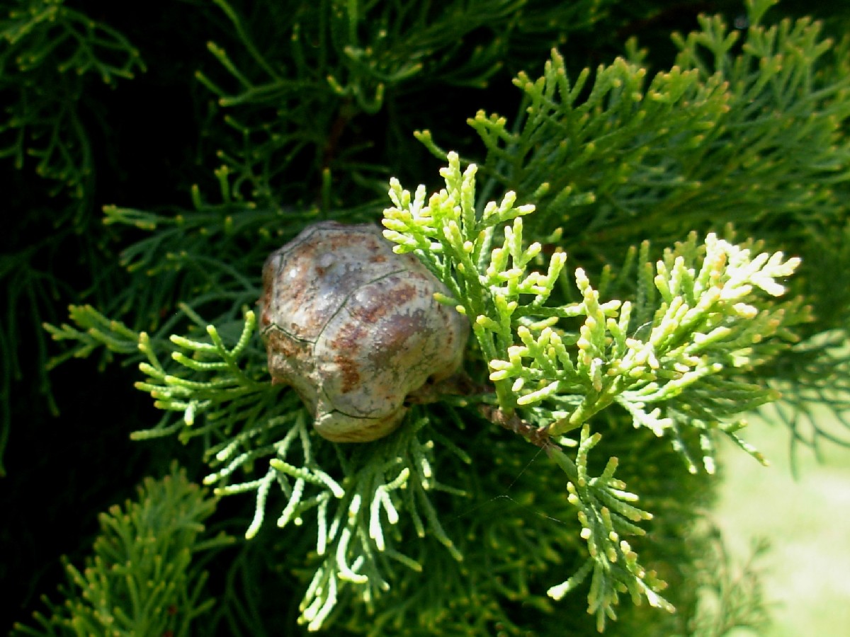 Обикновен кипарис — Cupressus sempervirens