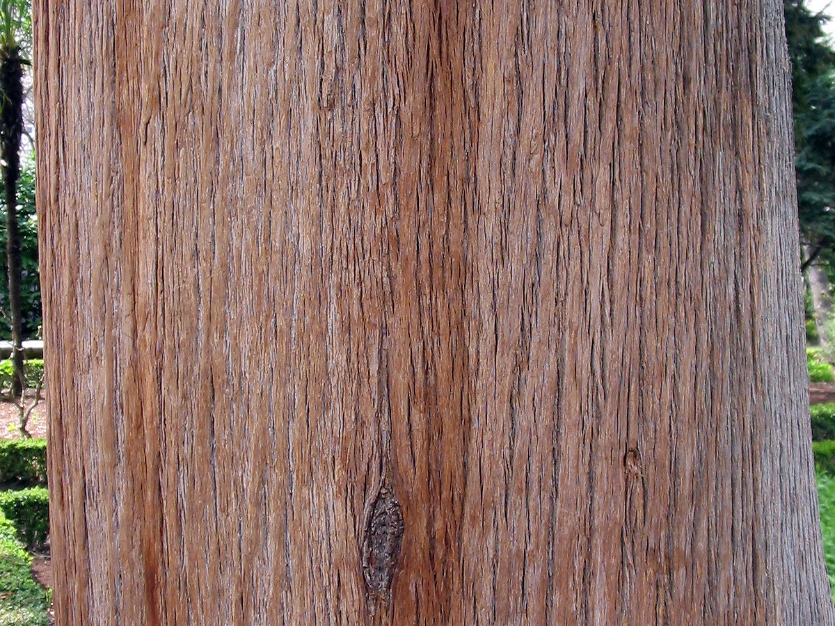 Обикновен кипарис — Cupressus sempervirens