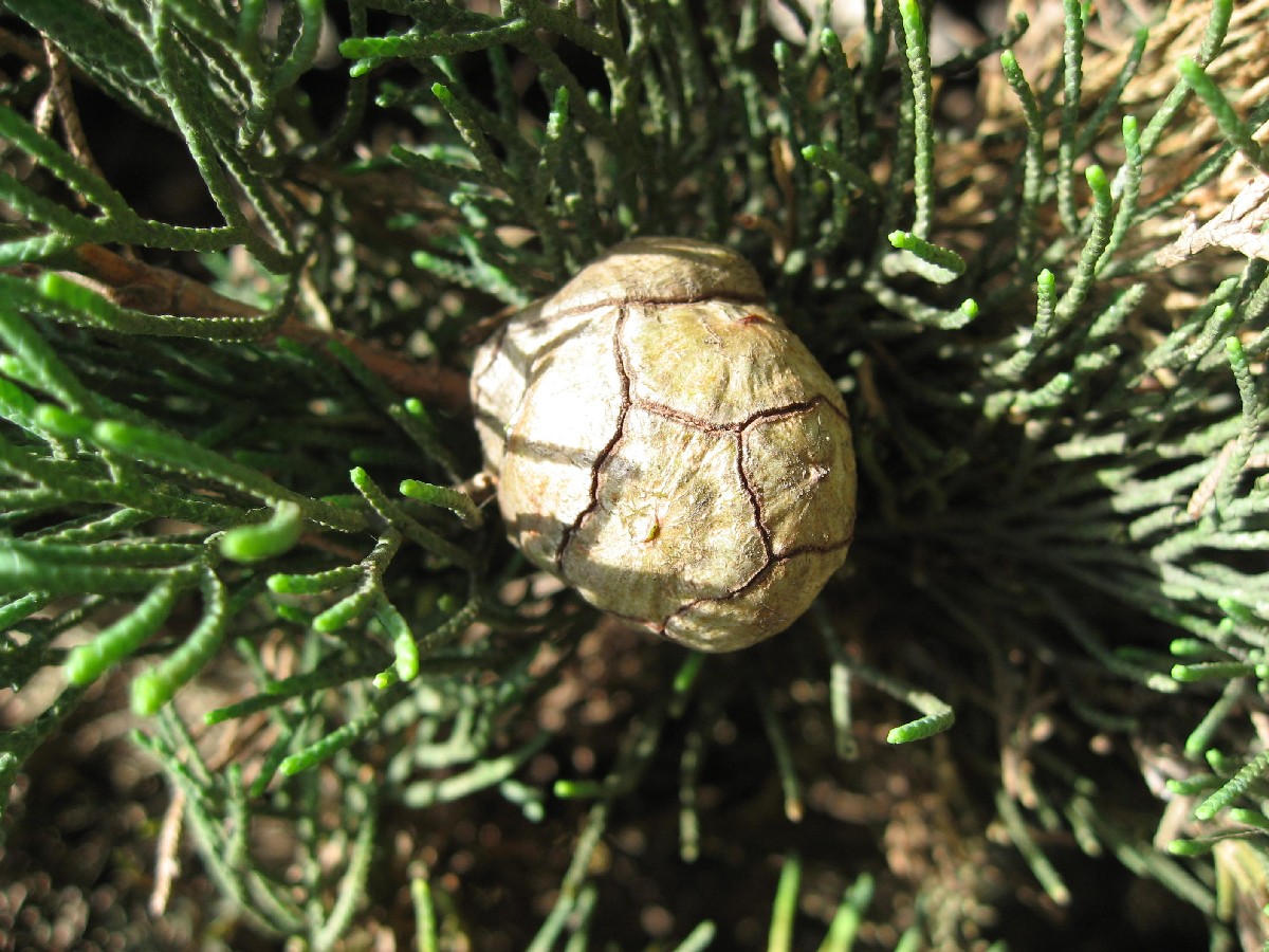 Обикновен кипарис — Cupressus sempervirens