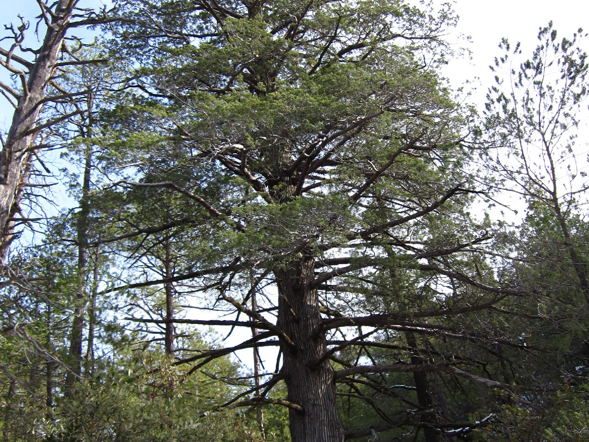Аризонски кипарис — Cupressus arizonica