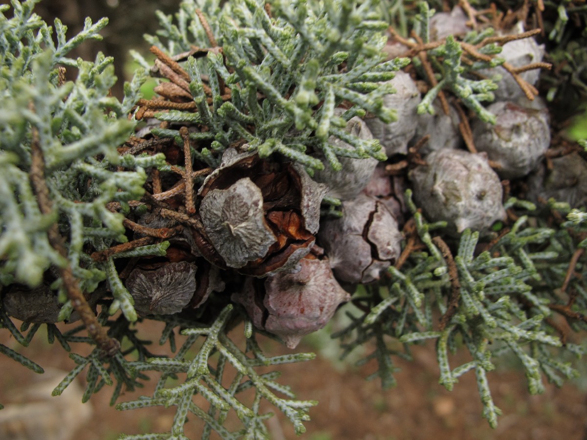 Аризонски кипарис — Cupressus arizonica