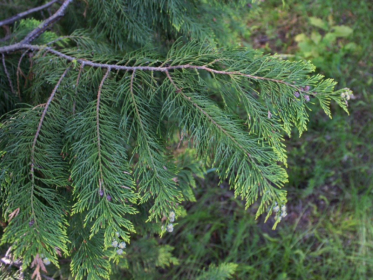 Лъжекипарис — Chamaecyparis lawsoniana