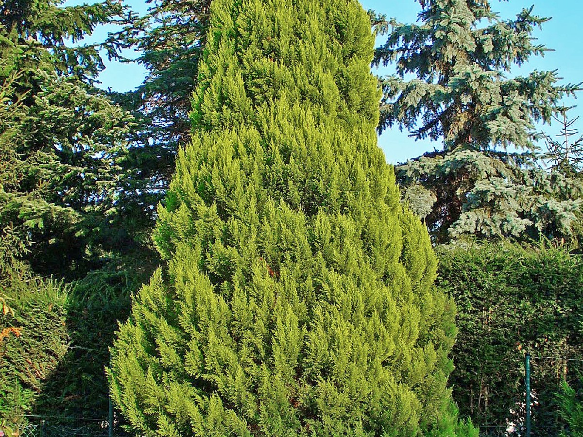 Лъжекипарис — Chamaecyparis lawsoniana