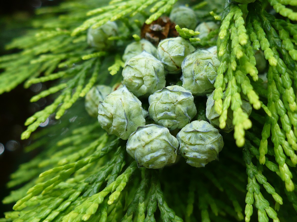 Лъжекипарис — Chamaecyparis lawsoniana