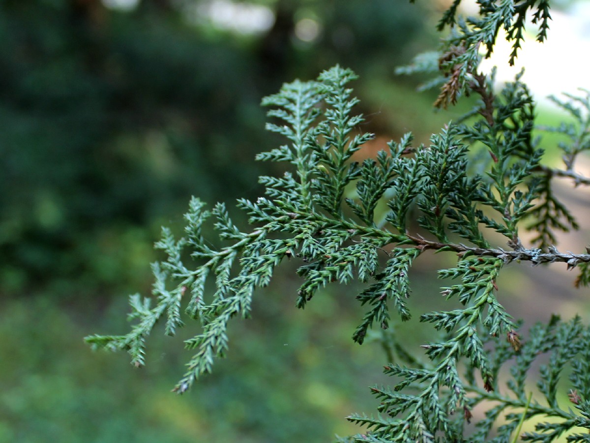 Грахов лъжекипарис — Chamaecyparis pisifera