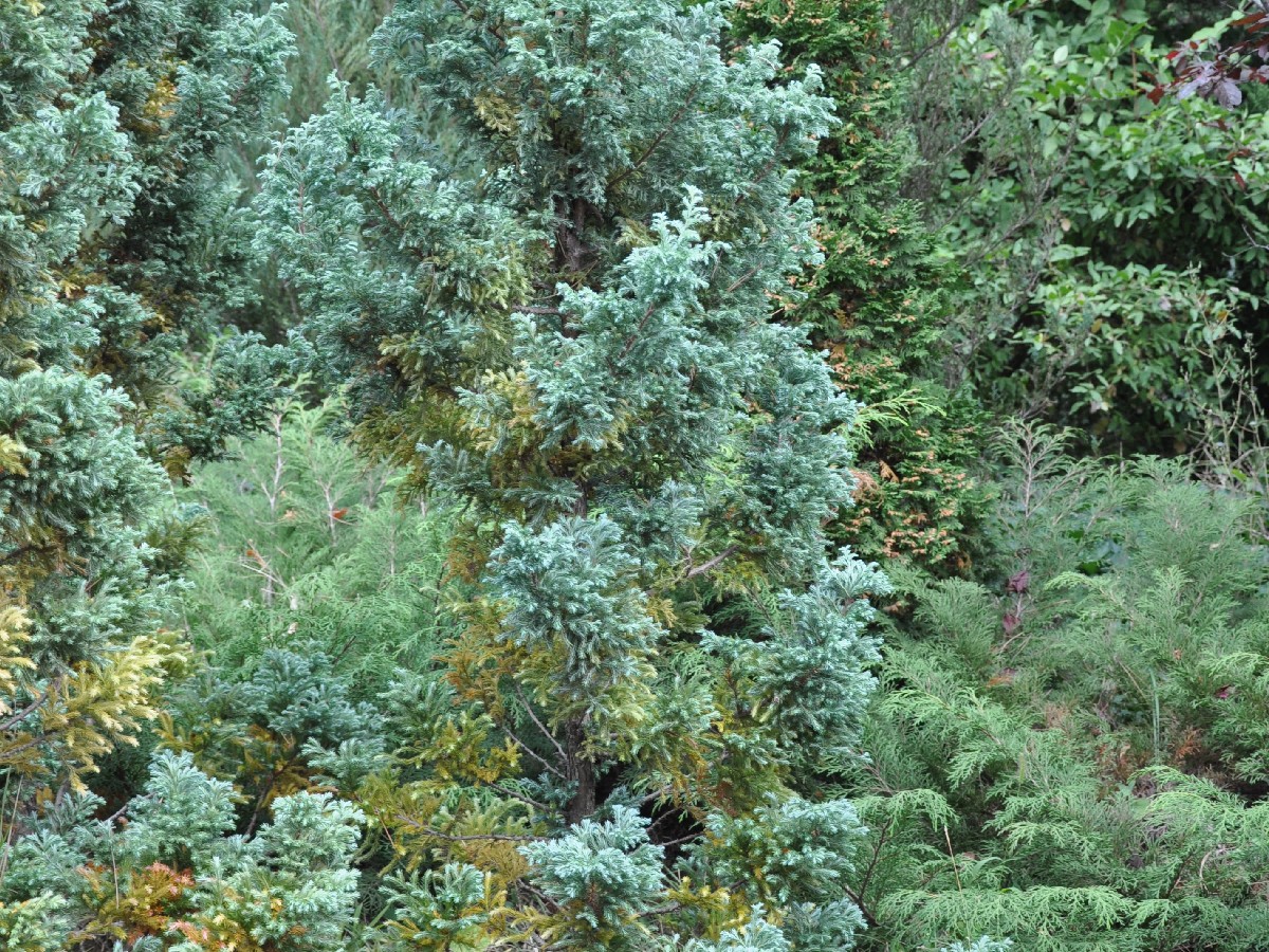 Грахов лъжекипарис — Chamaecyparis pisifera