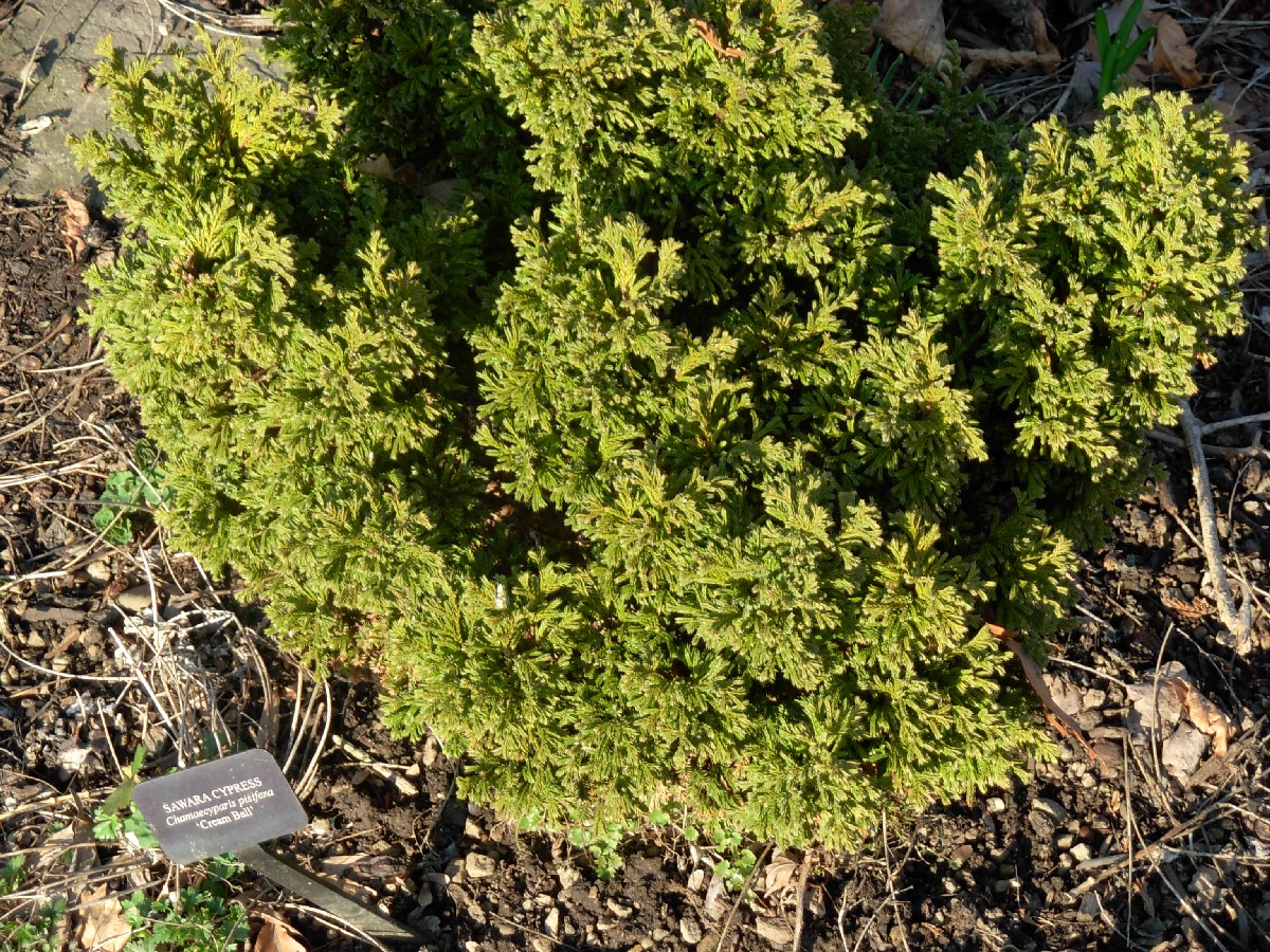 Грахов лъжекипарис — Chamaecyparis pisifera