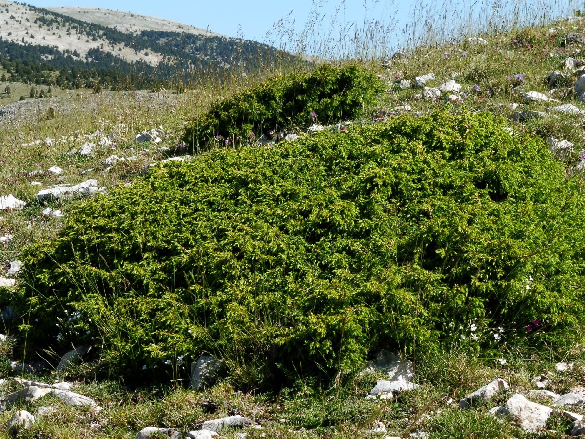 Обикновена хвойна — Juniperus communis