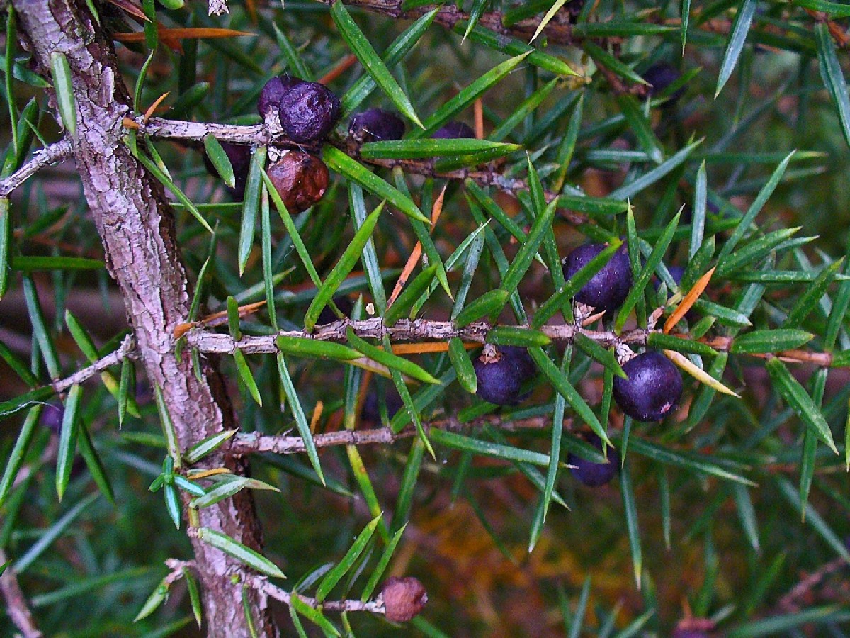 Обикновена хвойна — Juniperus communis