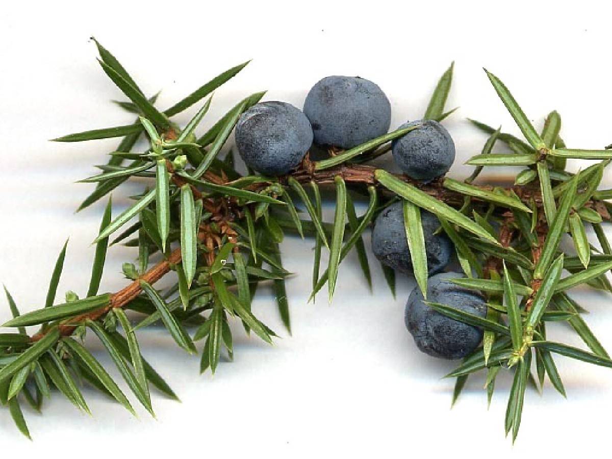 Обикновена хвойна — Juniperus communis